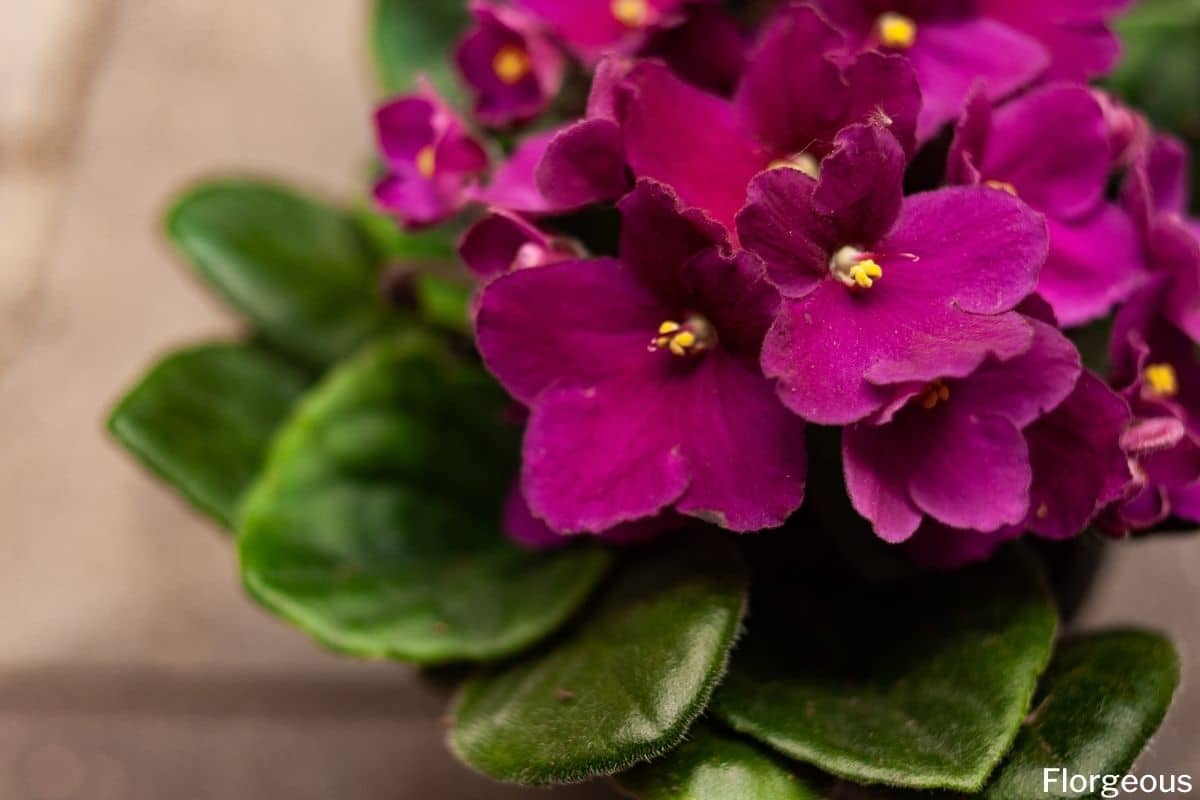 When and How to Repot and Transplant African Violets