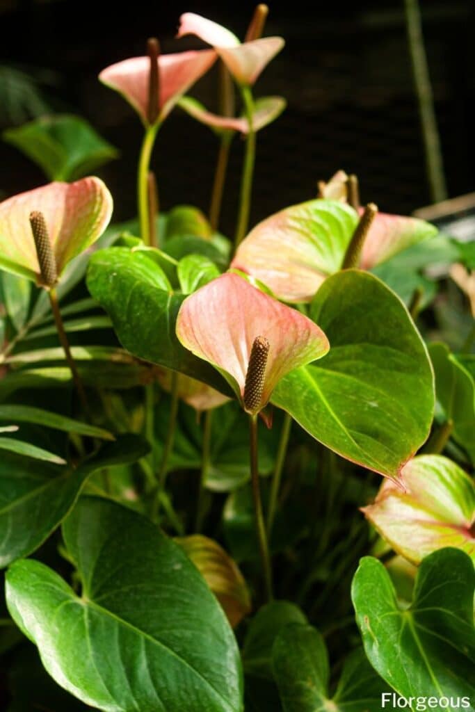 anthurium flower