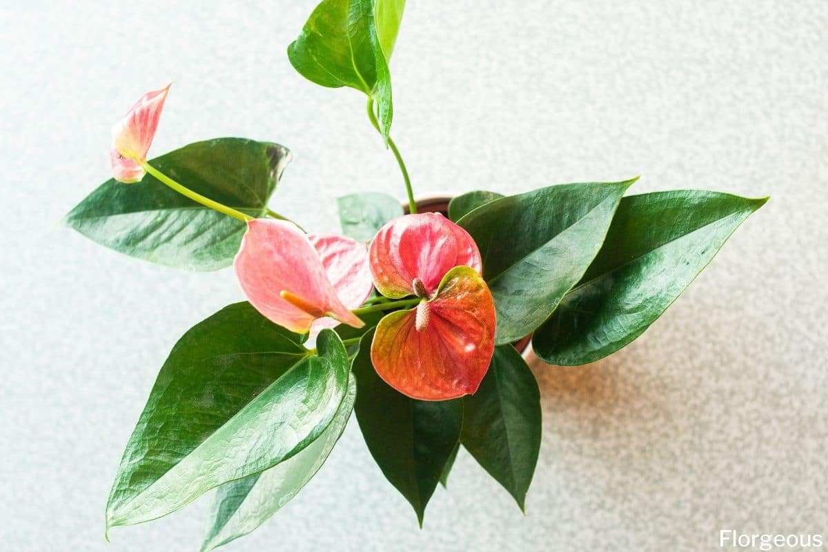 Top 35 Fascinating Types of Anthurium