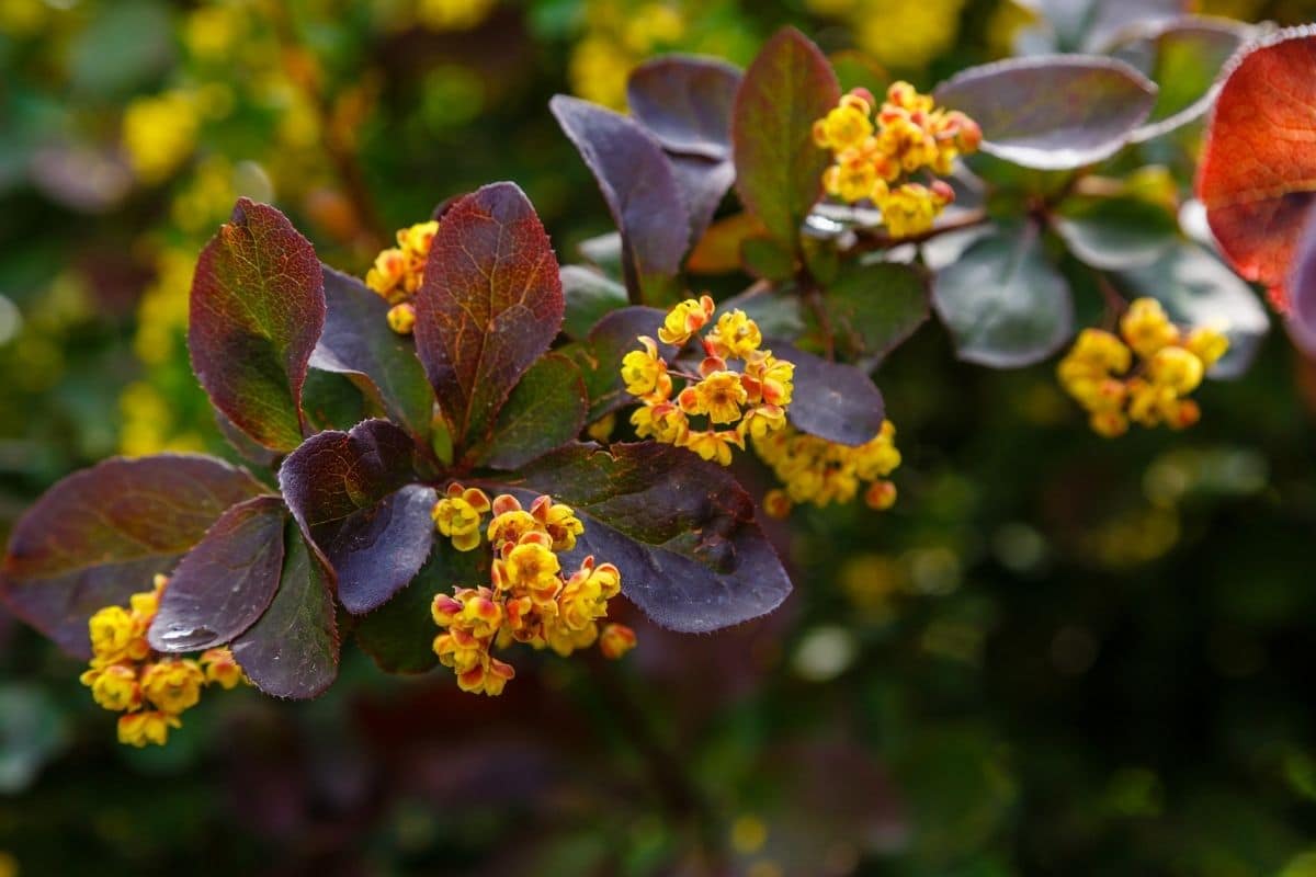 barberry bush (berberis): types, grow and care tips | florgeous