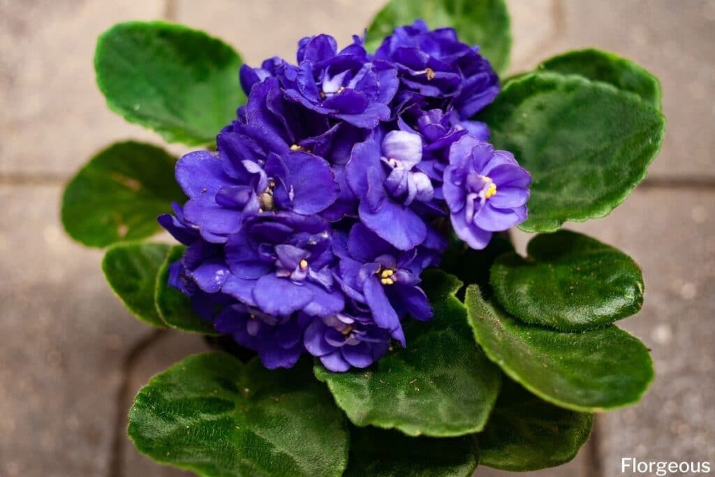 blue african violet