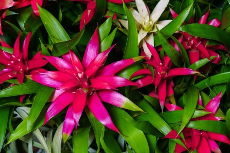 Growing and Caring for Bromeliads (Bromeliaceae)