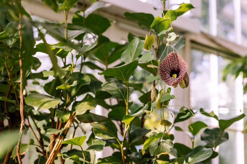 dutchman's pipe vine