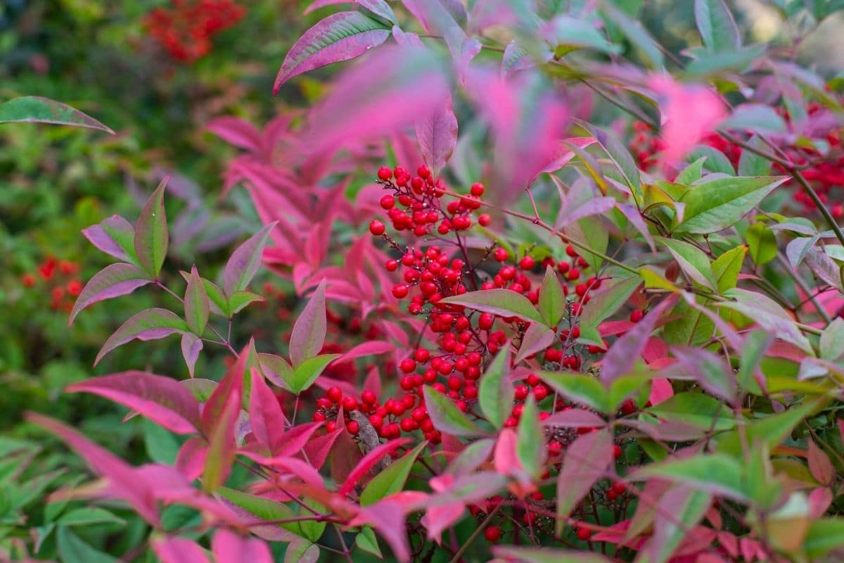 How To Care For Heavenly Bamboo At Jamie Spinelli Blog How To Care For Heavenly Bamboo At Jamie Spinelli Blog