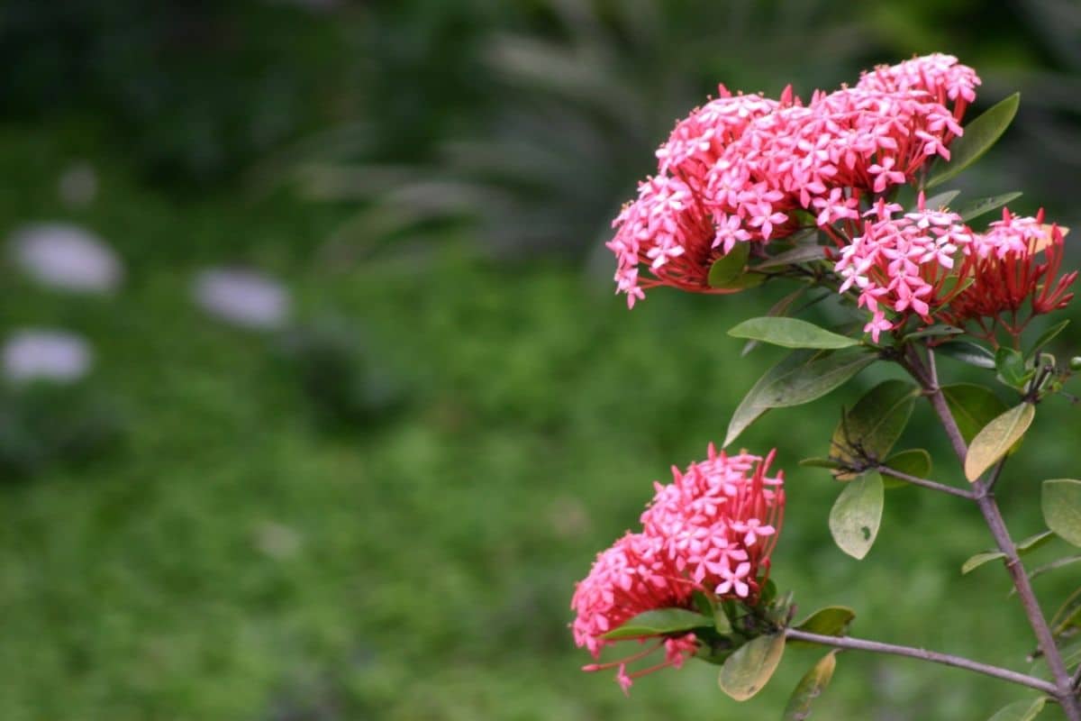 ixora plant care: how to grow this shrub successfully | florgeous