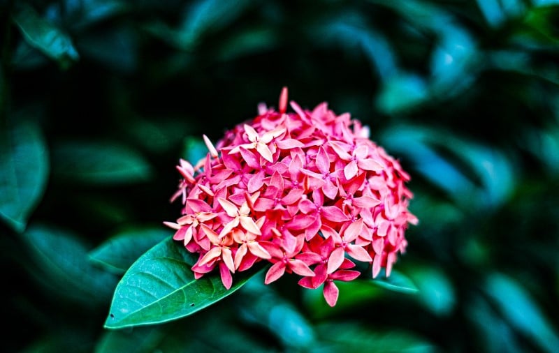 ixora plant