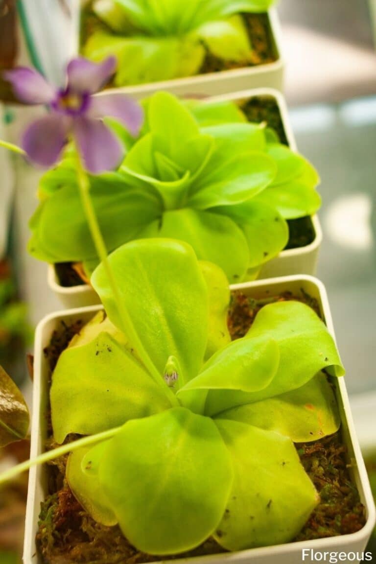 How to Grow and Care for Butterwort (Pinguicula)