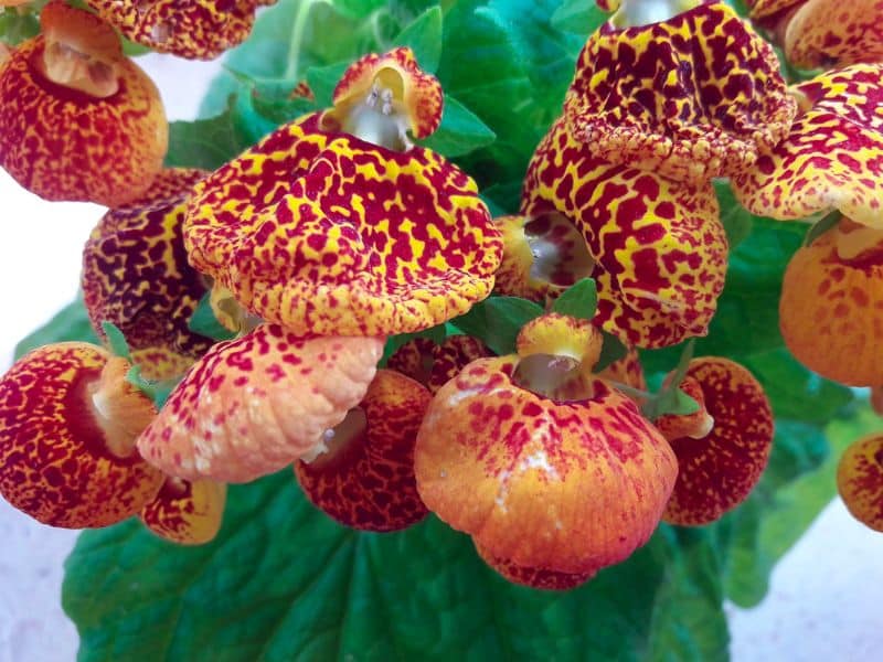 Lady's purse or slipper flower, Calceolaria viscosissima. Raised from seeds  by David Cameron of Birmingham Botanic Garden. Very clammy-stemmed  slipperwort, Calceolaria integrifolia var. viscosissima. Handcoloured  botanical illustration drawn and ...