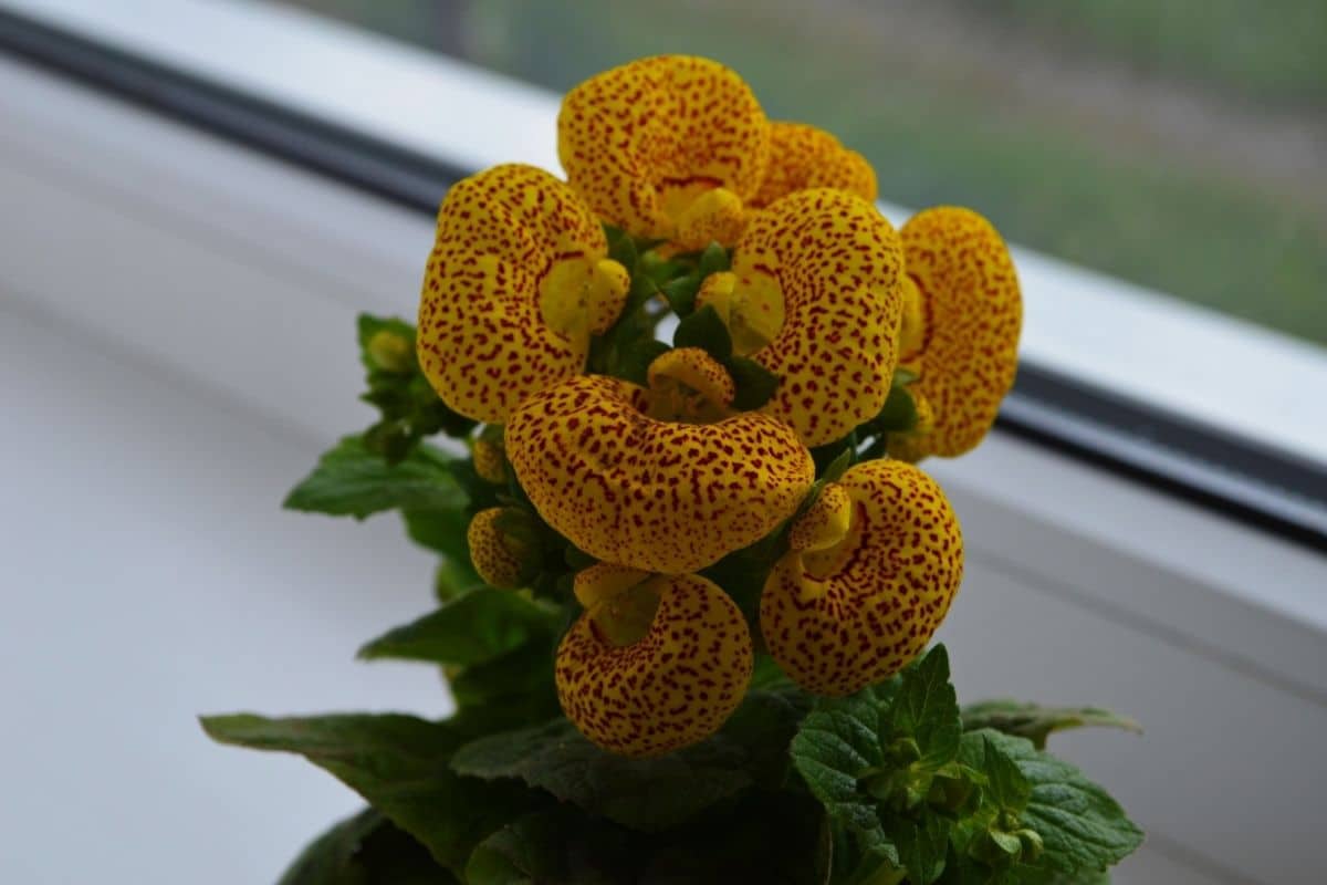 Calceolaria. (Ladies Purse) | Calceolaria, also called lady'… | Flickr
