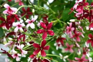 Rangoon Creeper (Combretum indicum): Grow and Care Tips | Florgeous