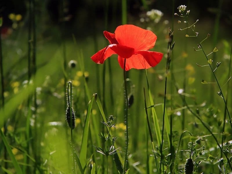 red poppy flower