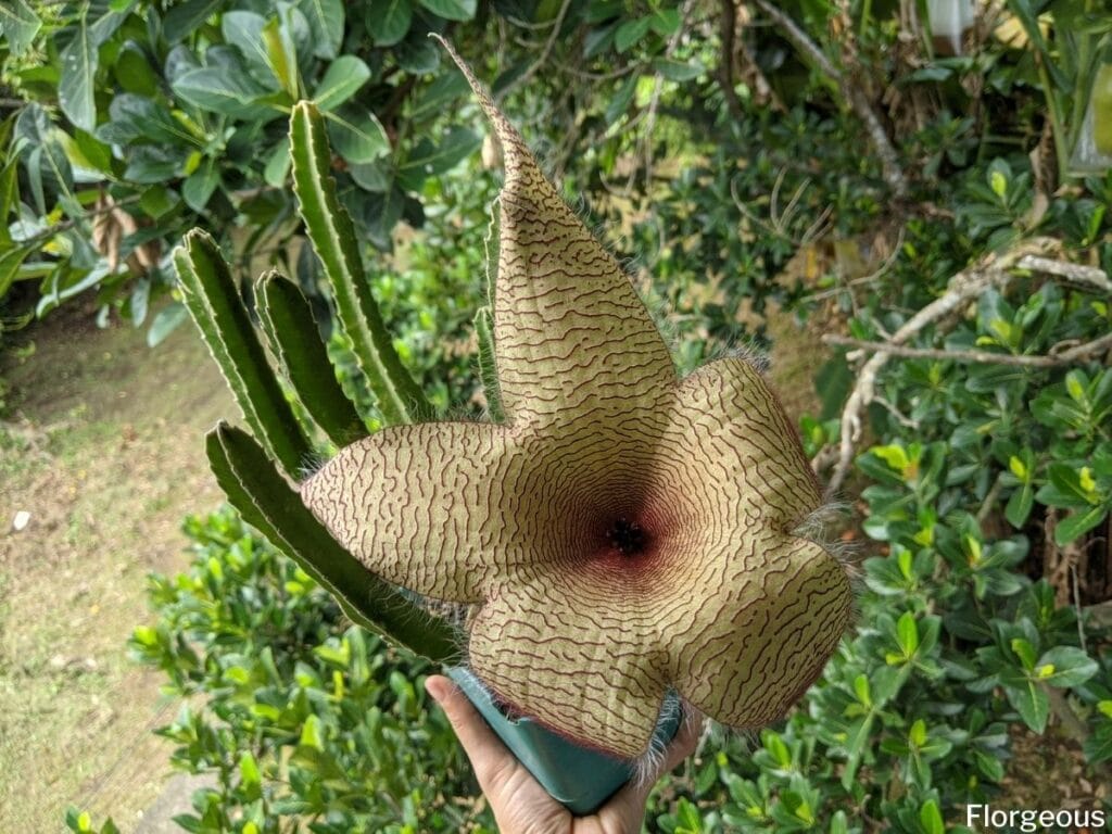 stapelia flower