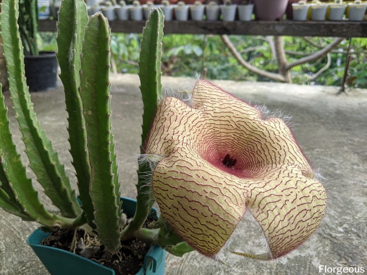 stapelia (carrion cactus, starfish succulent): grow and care