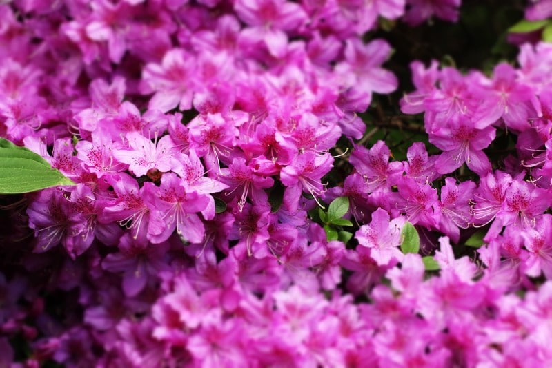 azalea plants