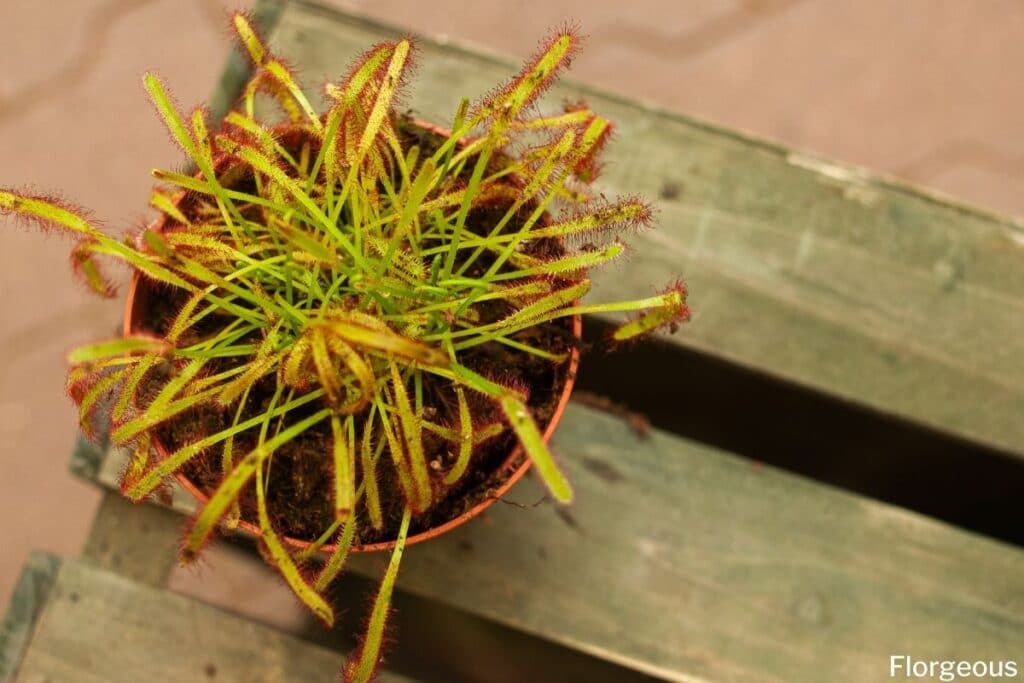 Drosera capensis