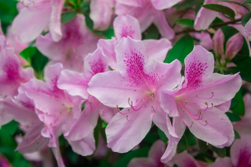 pink azaleas