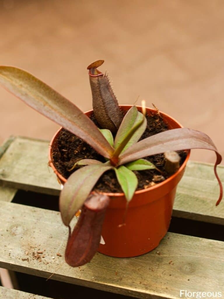 pitcher plant