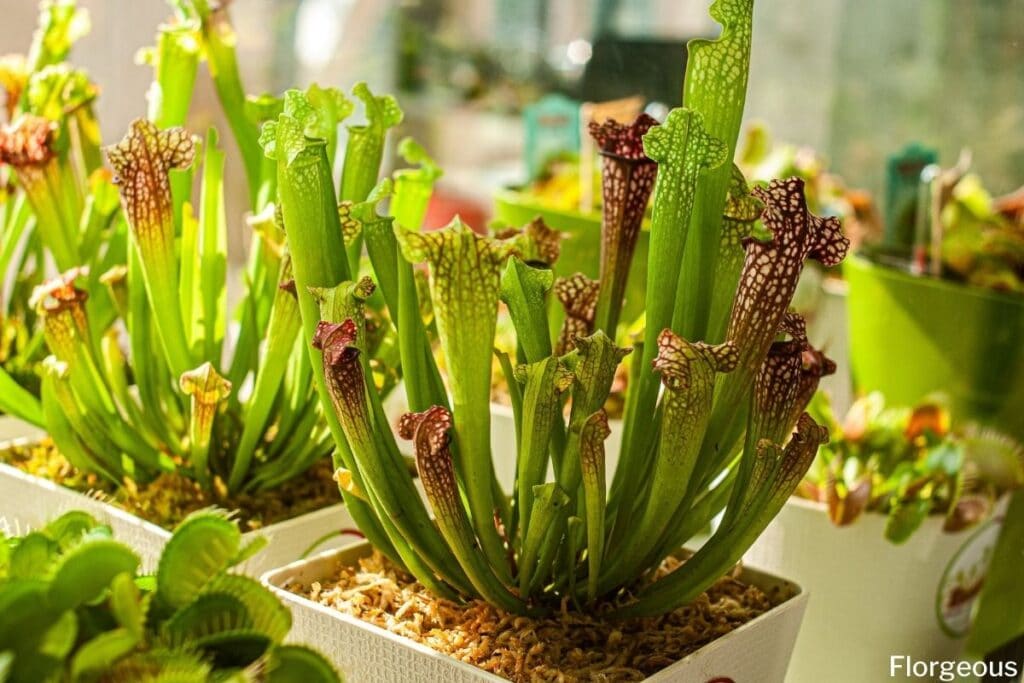 pitcher plant sarracenia