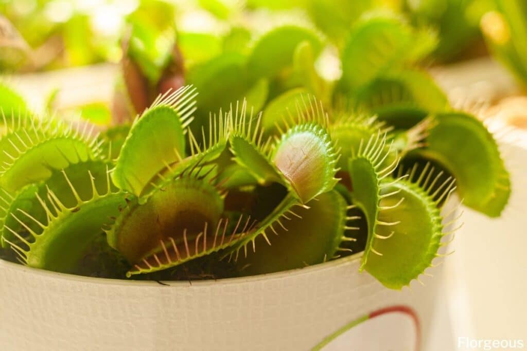 venus flytrap