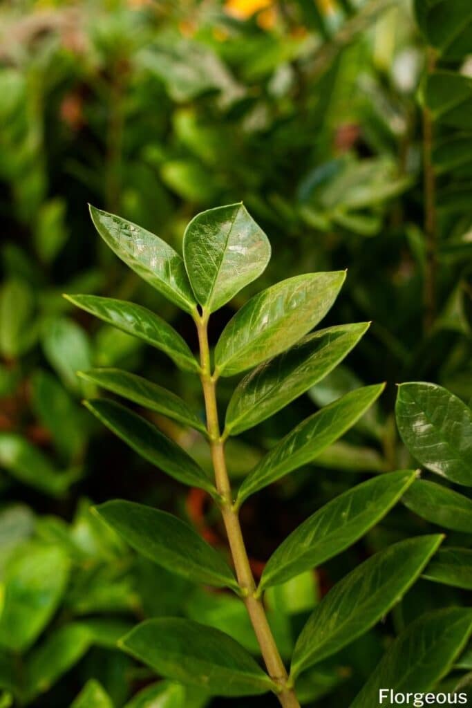 zamioculcas zamiifolia