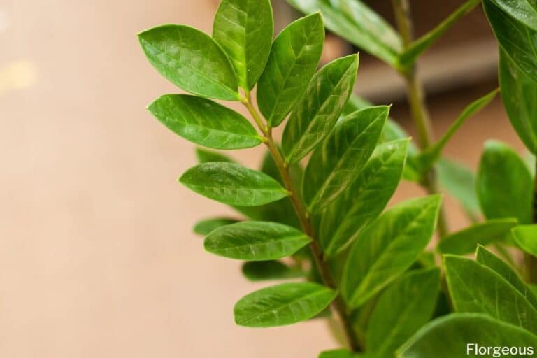 ZZ Plant Cats and Dogs Toxicity