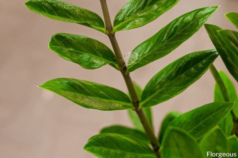 ZZ Plant Repotting Your HowTo Guide