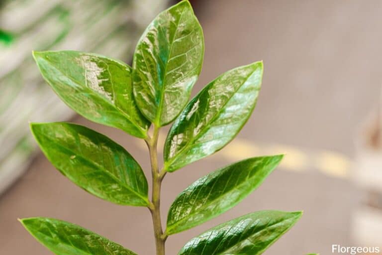 ZZ Plant Yellow Leaves Causes and Solutions