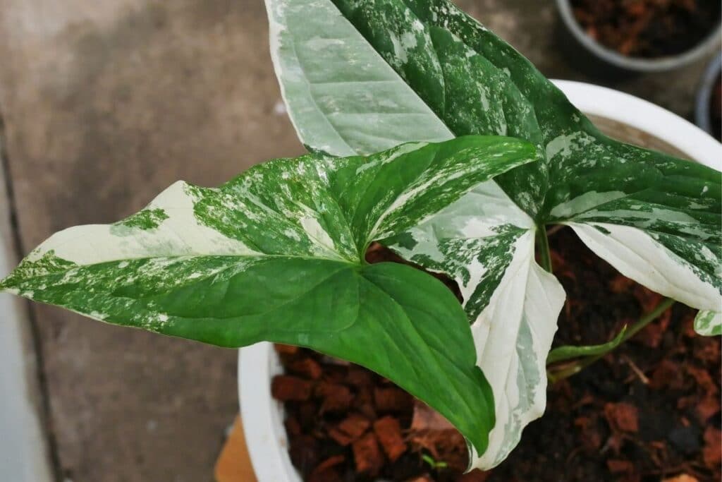 arrowhead plant care soil