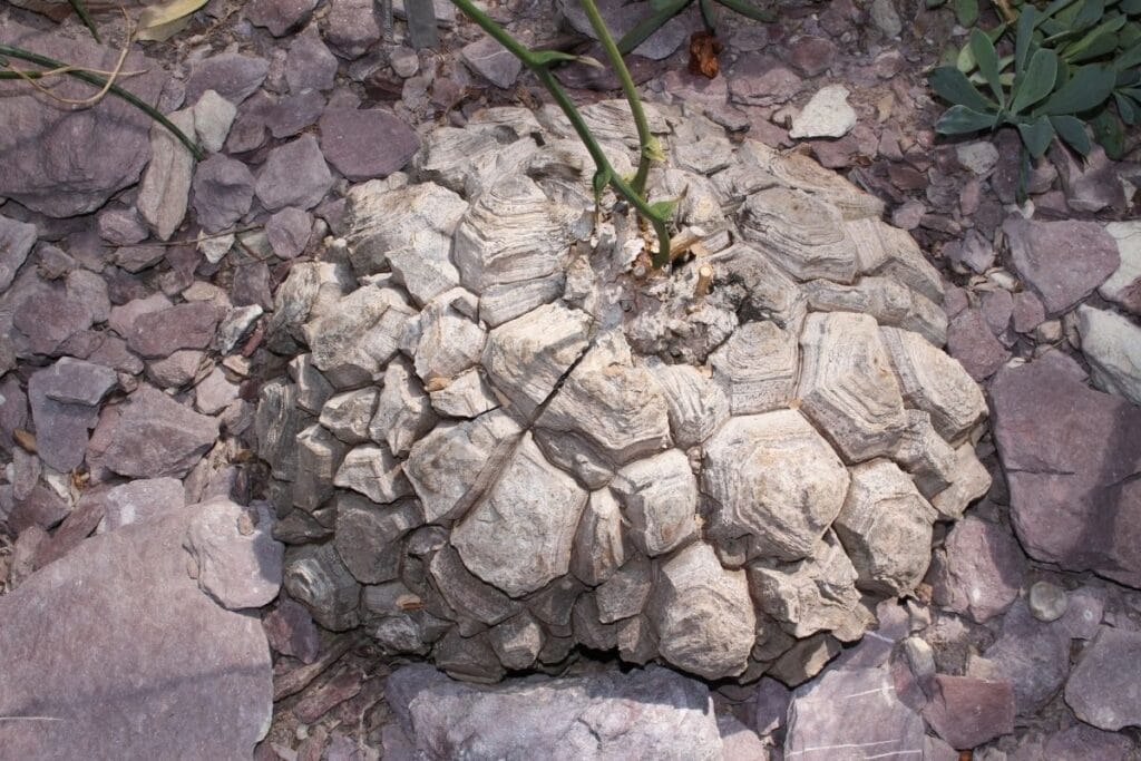 dioscorea elephantipes