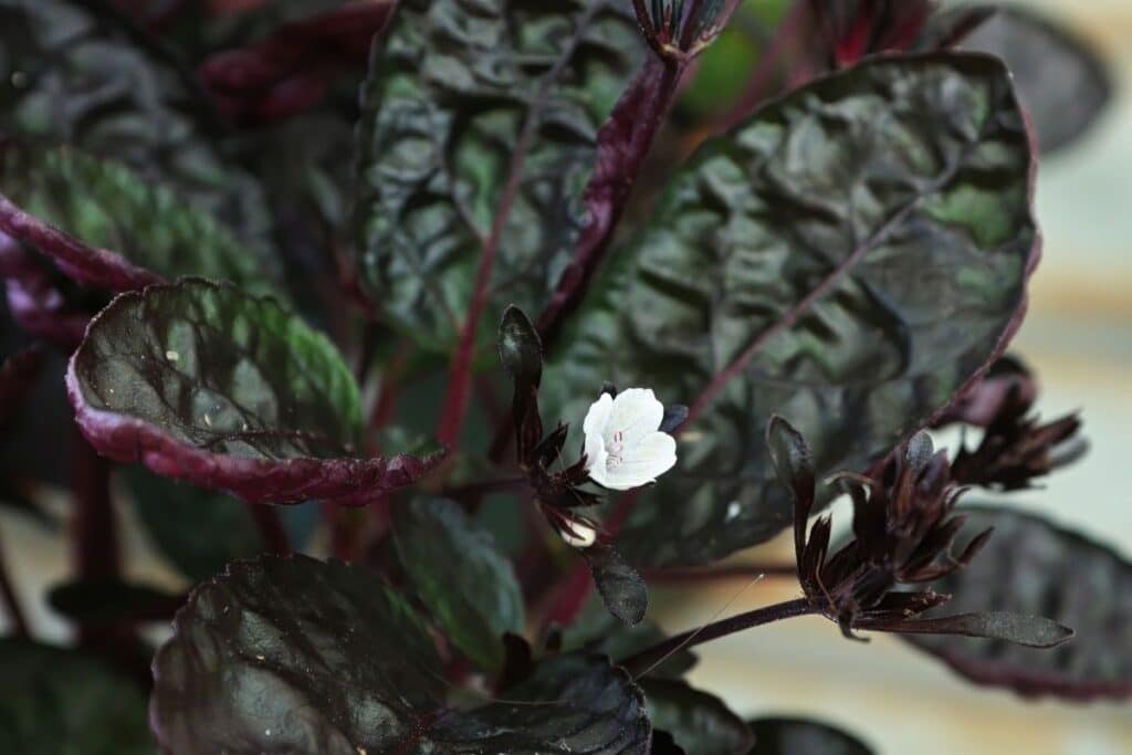 purple waffle plant