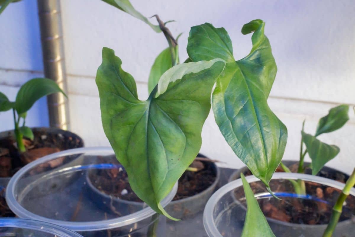 Syngonium Varieties 18 Types of Arrowhead Plants You Can Grow ...