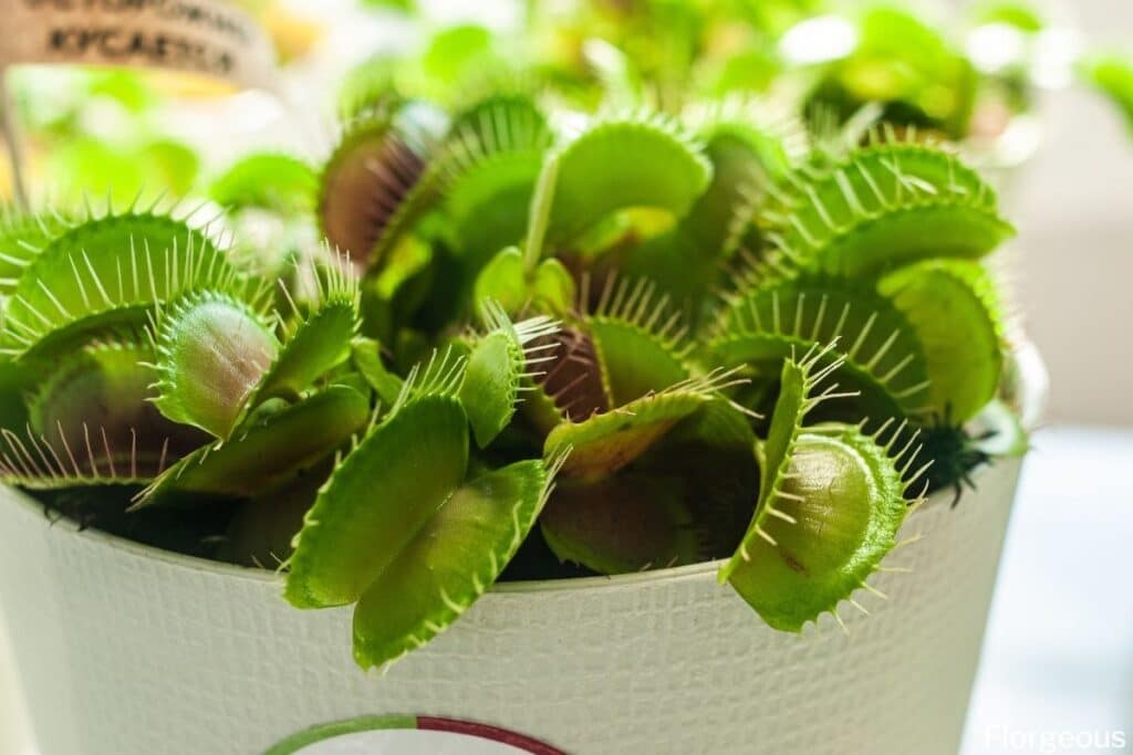 venus fly trap