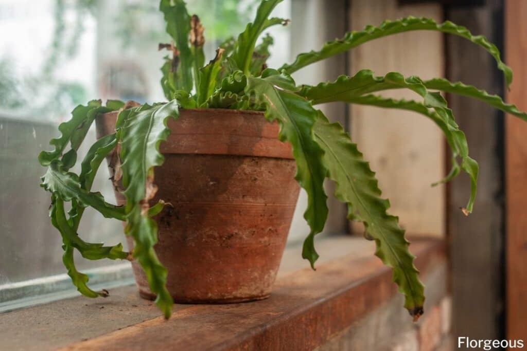 birds nest fern care