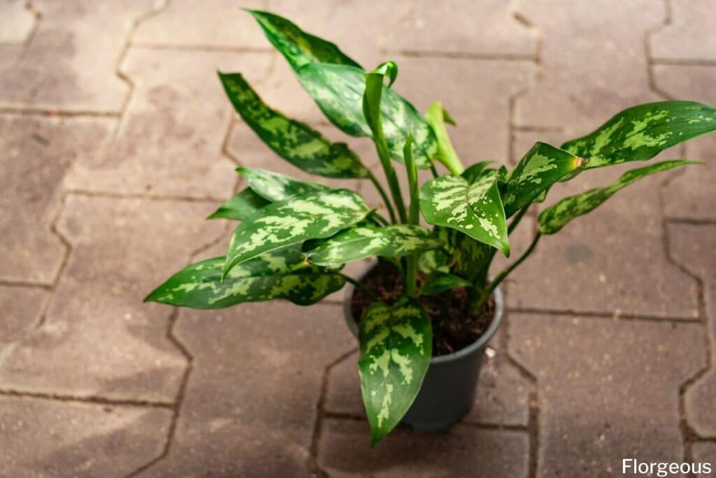 chinese evergreen