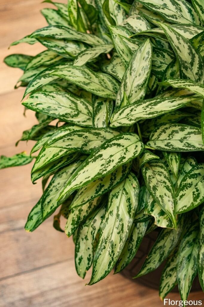 chinese evergreen care