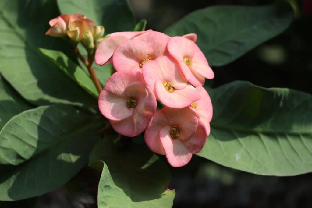 crown of thorns