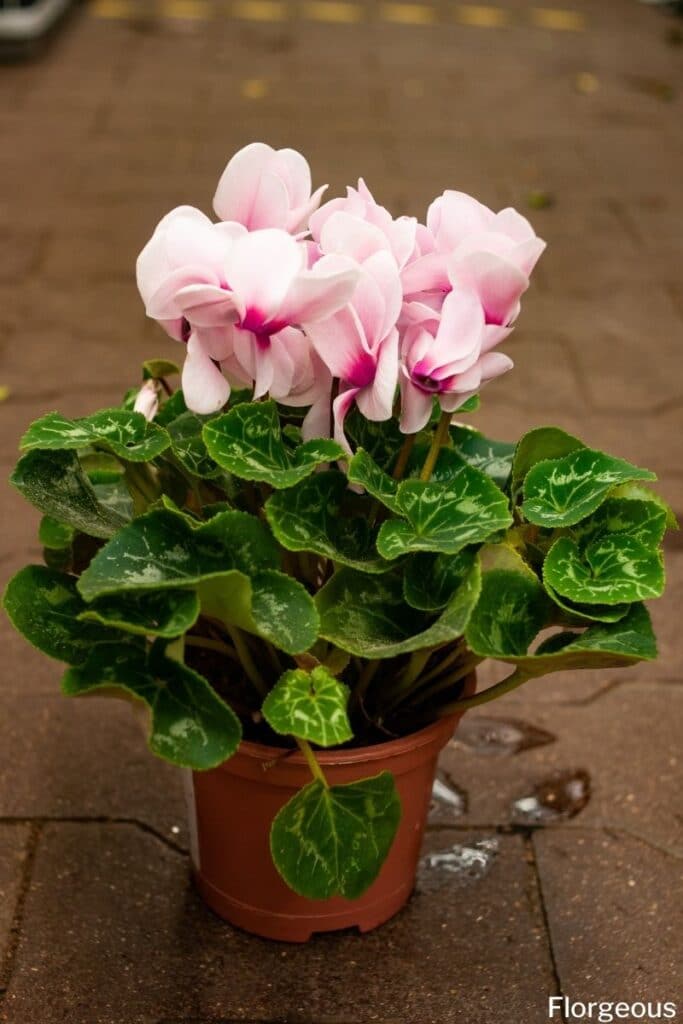 cyclamen care