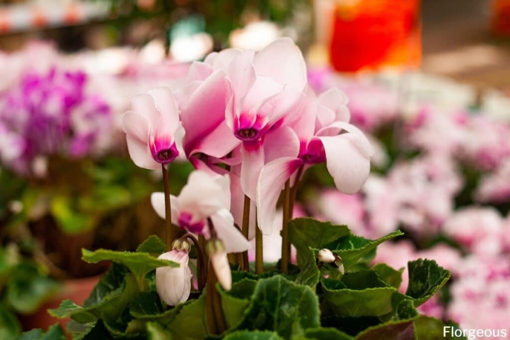 cyclamen plant