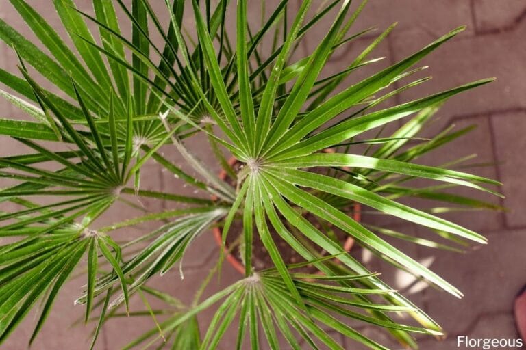 17 Best Types of Fan Palms to Grow | Florgeous