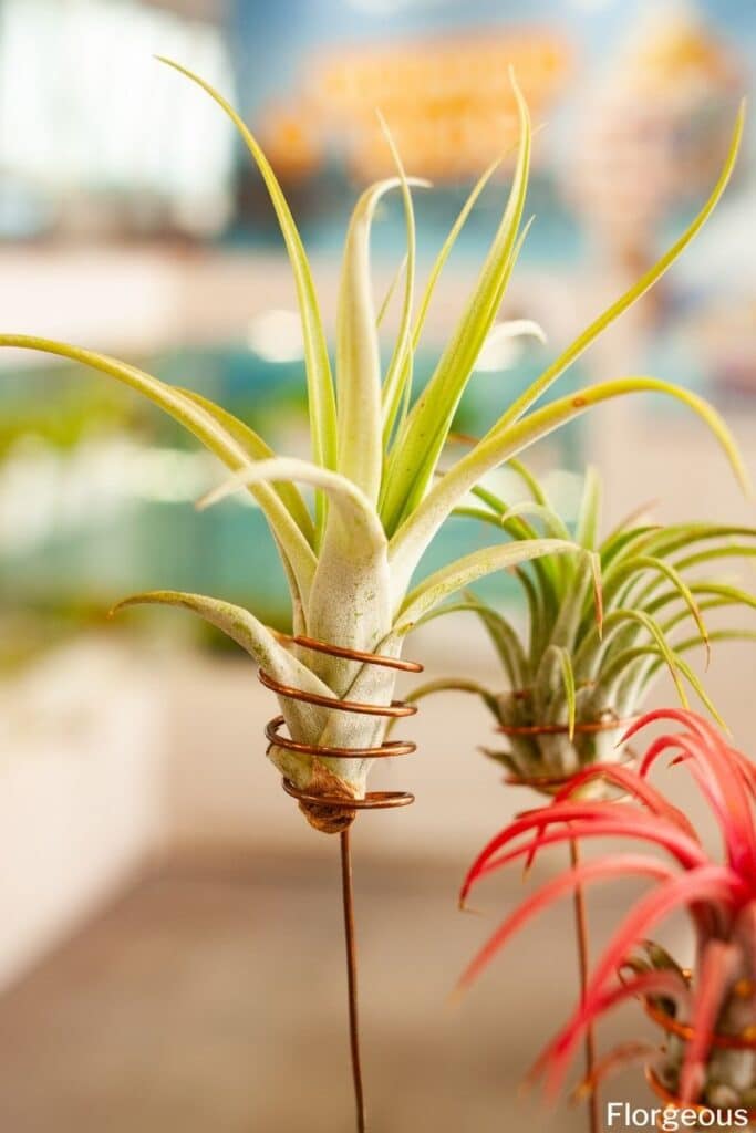 Tillandsia plants