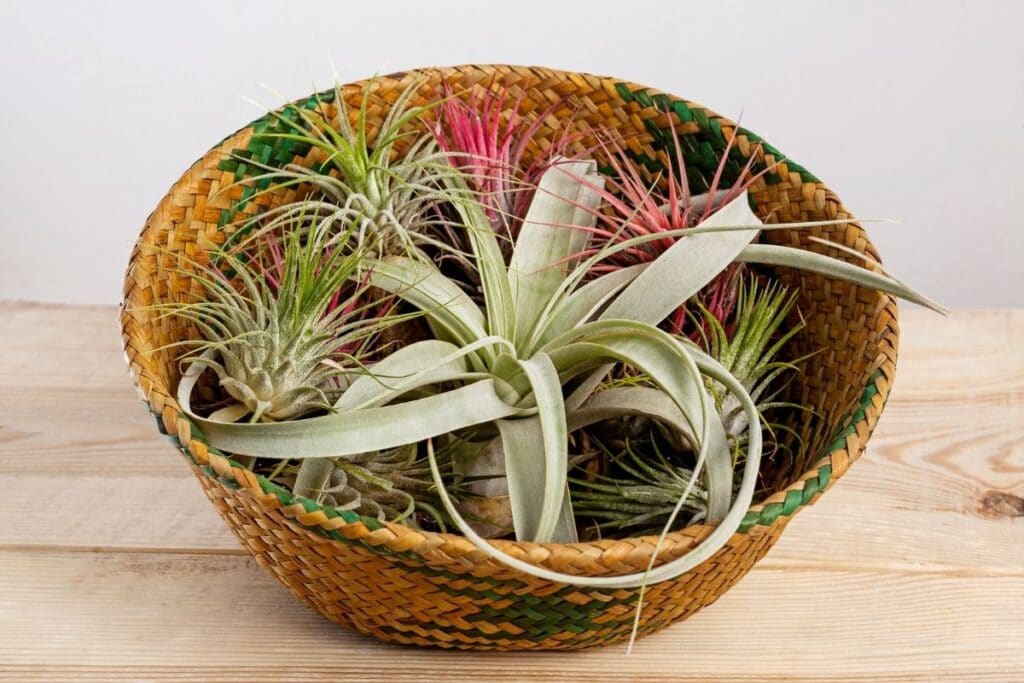 air plants light requirements