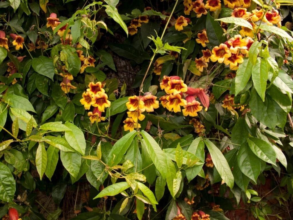 How To Grow And Care For Crossvine Bignonia Capreolata Florgeous 5320