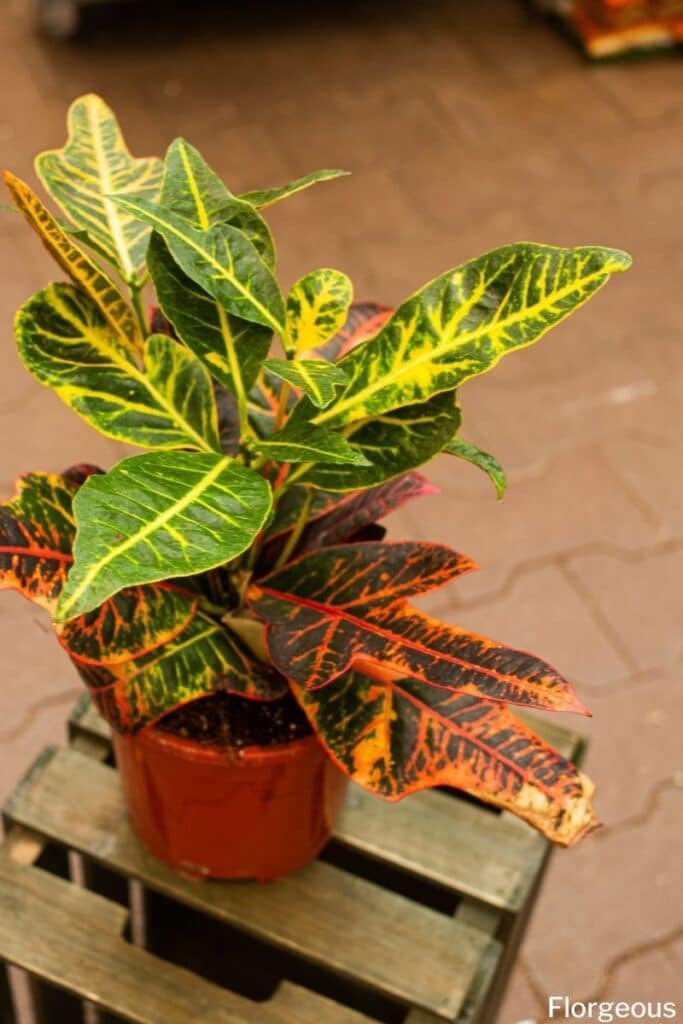 Codiaeum variegatum