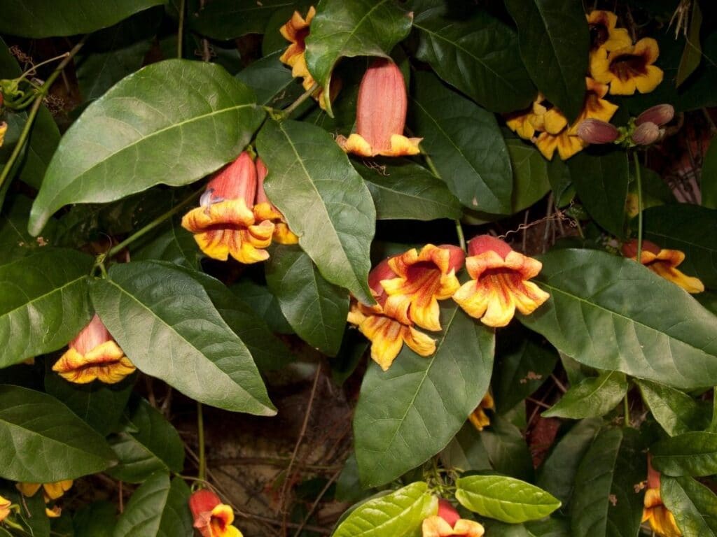 crossvine plant