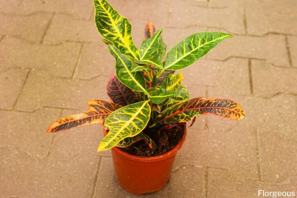 croton plant