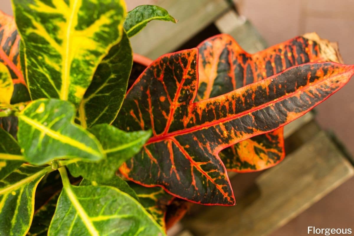 different types of croton plants