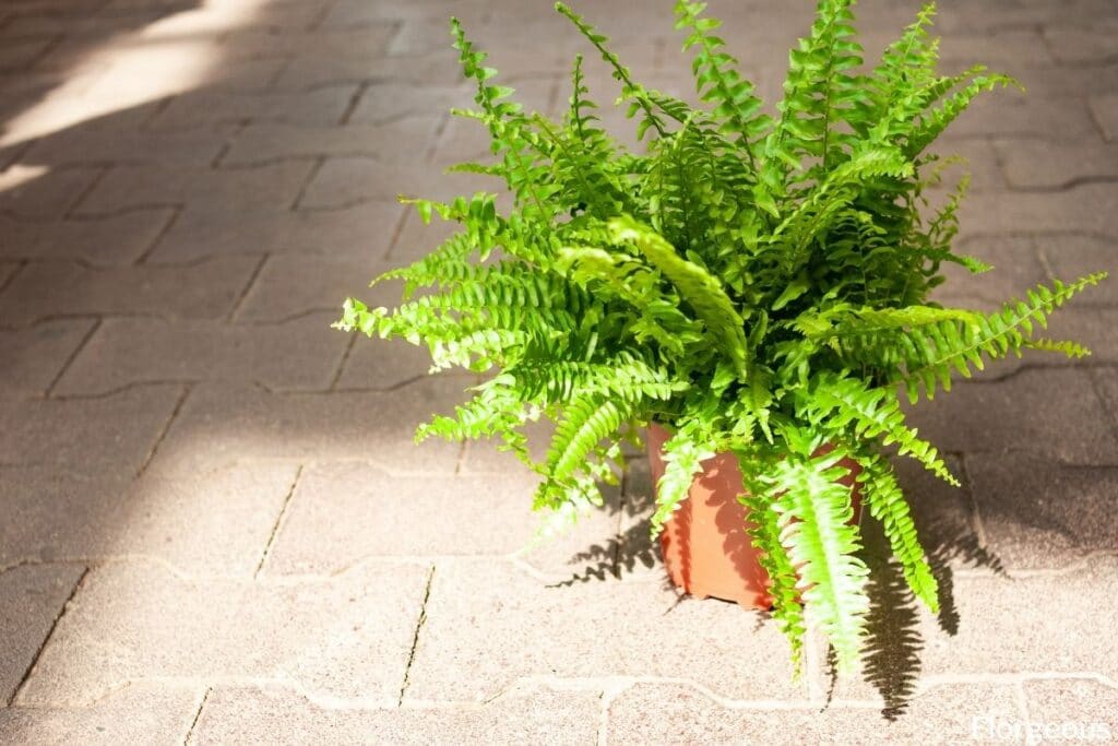 fern plant