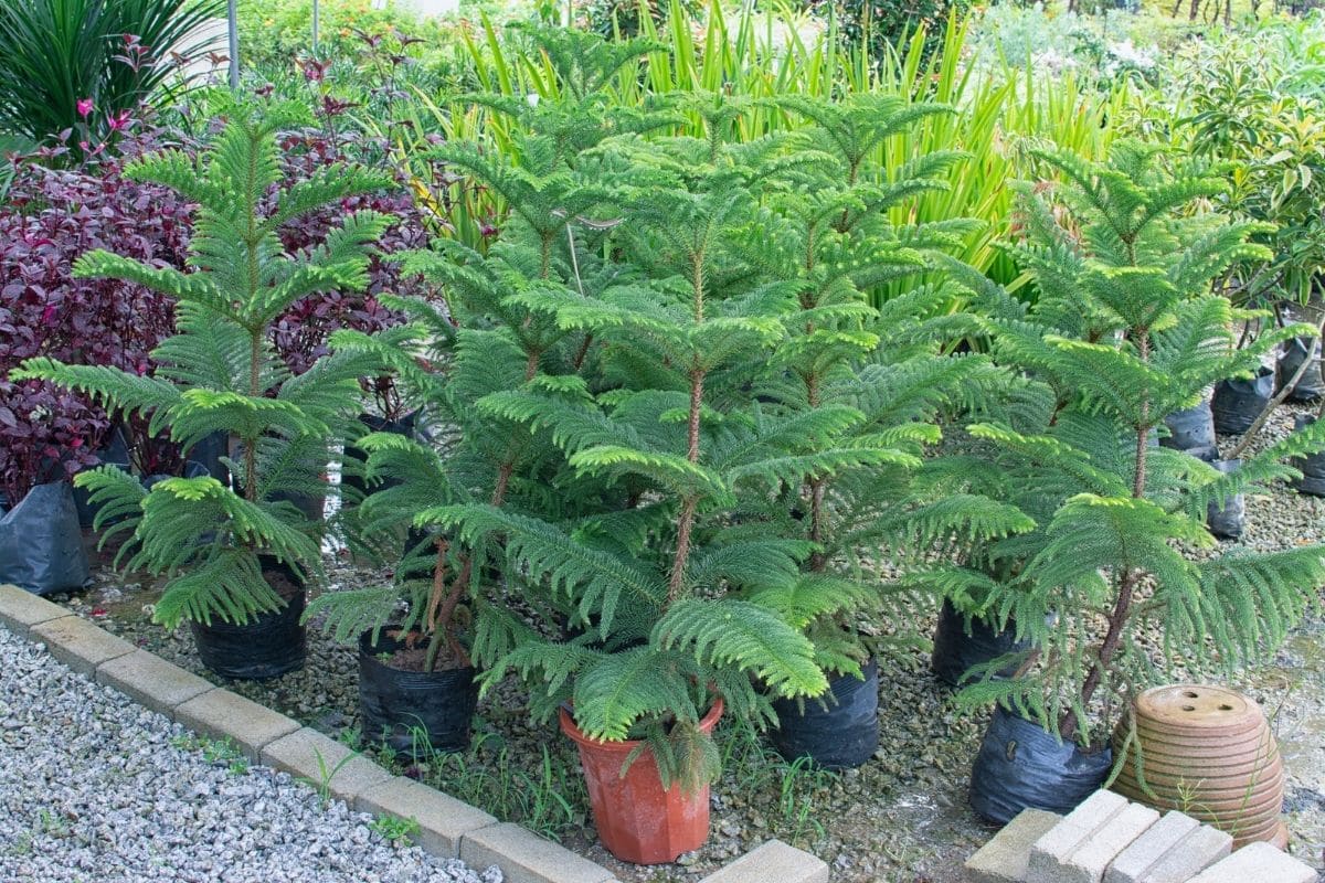 Norfolk Island Pine Trees Hi-res Stock Photography And, 43% OFF