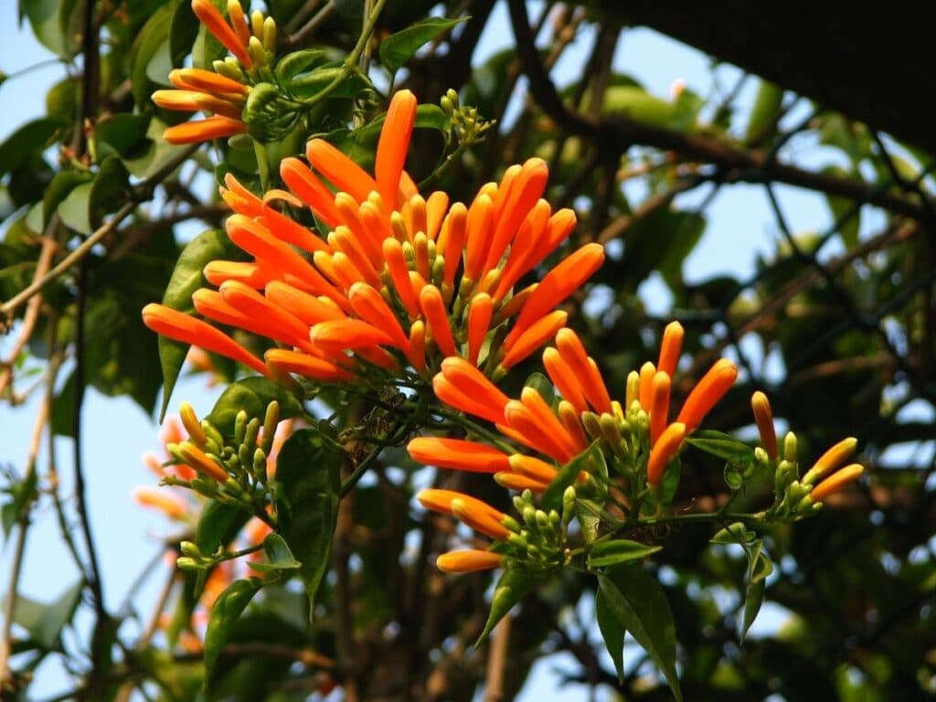 orange trumpet vine