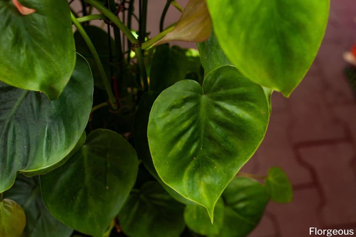 How To Grow And Care For Philodendron Detailed Guide Florgeous